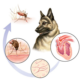 medical illustration of Color, Anatomy, Biology, Disease Management, Entomology, Natural Science / Nature, Veterinary Medicine, Zoology