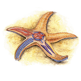 medical illustration of Color, Anatomy, Biology, Natural Science / Nature, Zoology