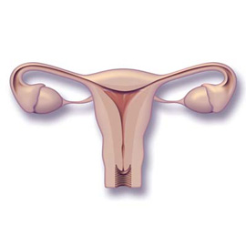 medical illustration of Anatomy, Embryology, General Medicine