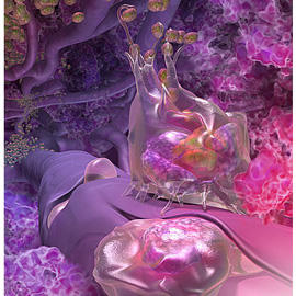 medical illustration of Color, Three-dimensional / Models, Allergy / Immunology, Biology, Cell biology / Histology