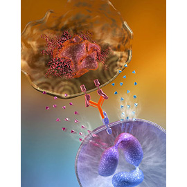 medical illustration of Color, Three-dimensional / Models, Allergy / Immunology, Cell biology / Histology, Disease Management, Molecular Biology
