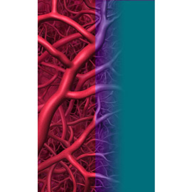 medical illustration of Color, Three-dimensional / Models, Cell biology / Histology