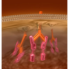 medical illustration of Color, Three-dimensional / Models, Allergy / Immunology, Biotechnology, Cell biology / Histology, Molecular Biology
