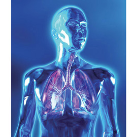 medical illustration of Color, Three-dimensional / Models, Anatomy, Respiratory