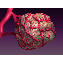 medical illustration of Color, Three-dimensional / Models, Biotechnology, Cell biology / Histology, Molecular Biology