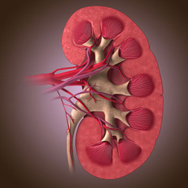 medical illustration of Color, Three-dimensional / Models, Anatomy, Urology