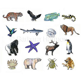 medical illustration of Color, Biology, Natural History, Natural Science / Nature, Zoology