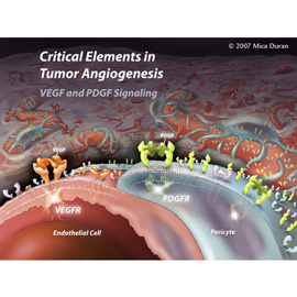 medical illustration of Poster for Pharmaceutical Convention