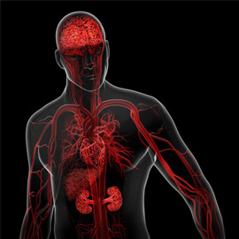 medical illustration of Three-dimensional / Models, Anatomy, Vascular Surgery