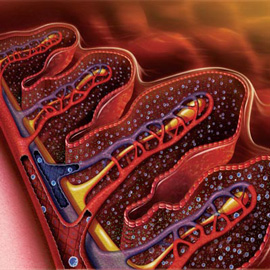 medical illustration of Information Graphics, Gastroenterology