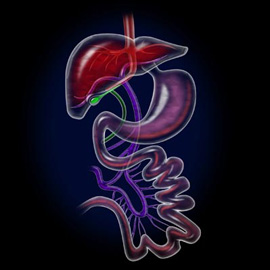 medical illustration of Information Graphics, Anatomy, Gastroenterology