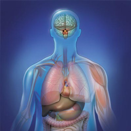 medical illustration of Information Graphics, Anatomy, General Medicine