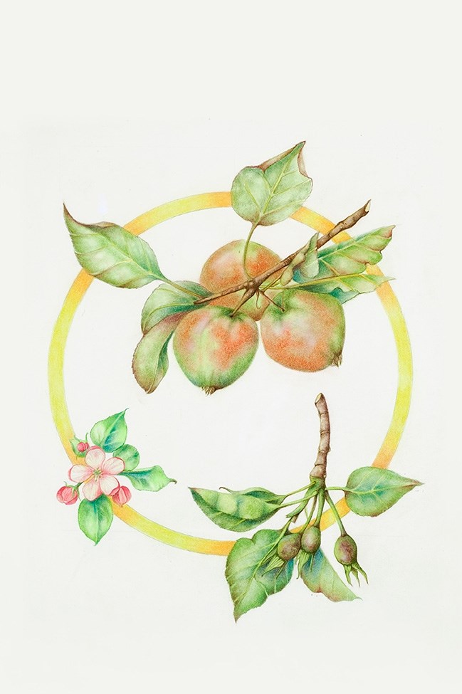 medical illustration of Watercolor and pastel, 12” x 18”
Botanical art, Botanical illustration, Educational diagram, Food, Four-color, Fruit, Gardening, Lifecycle, Lifestyle magazine, Newspaper editorial, Painting, Pastel, Perennial, Pome, Realism, Seasonal Fruit, Textbook illustration, Watercolor