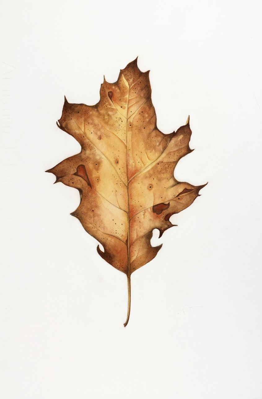 medical illustration of Watercolor and pastel, 10” x 12”
Black Oak, Botanical art, Botanical illustration, Field guide, Four-color, Leaf, Leaf Shape, Lifestyle magazine, Newspaper editorial, Oak, Painting, Pastel, Realism, Textbook illustration, Trees, Venation, Watercolor