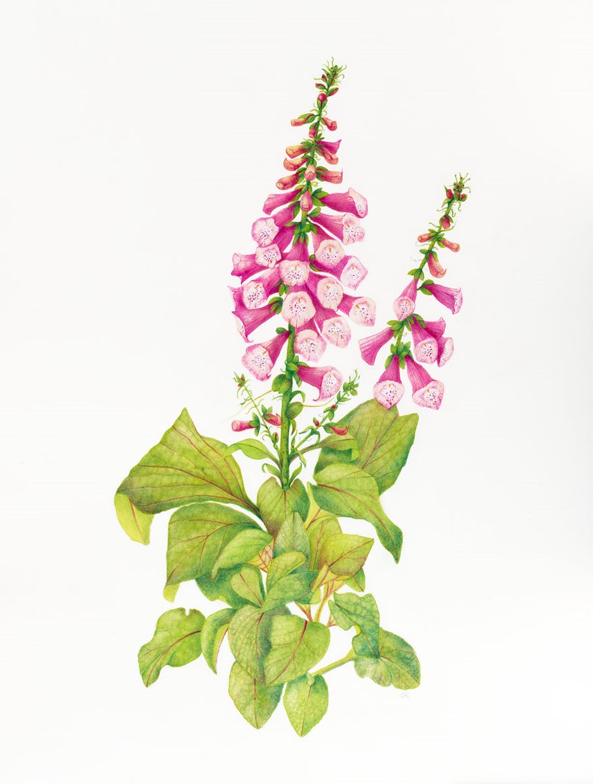 medical illustration of Watercolor and pastel, 14” x 17”
Biennial, Botanical art, Botanical illustration, Botany, Digitalis, Education, Field guide, Floral, Flowers, Foliage, Four-color, Funnelform, Gardening, Healing, Health and wellness, Leaf, Leaf Shape, Lifestyle magazine, Medicinal plants, Medicine, Multiseptate, Newspaper editorial, Painting, Pastel, Planting, Textbook illustration, Trees, Watercolor, Wellness
