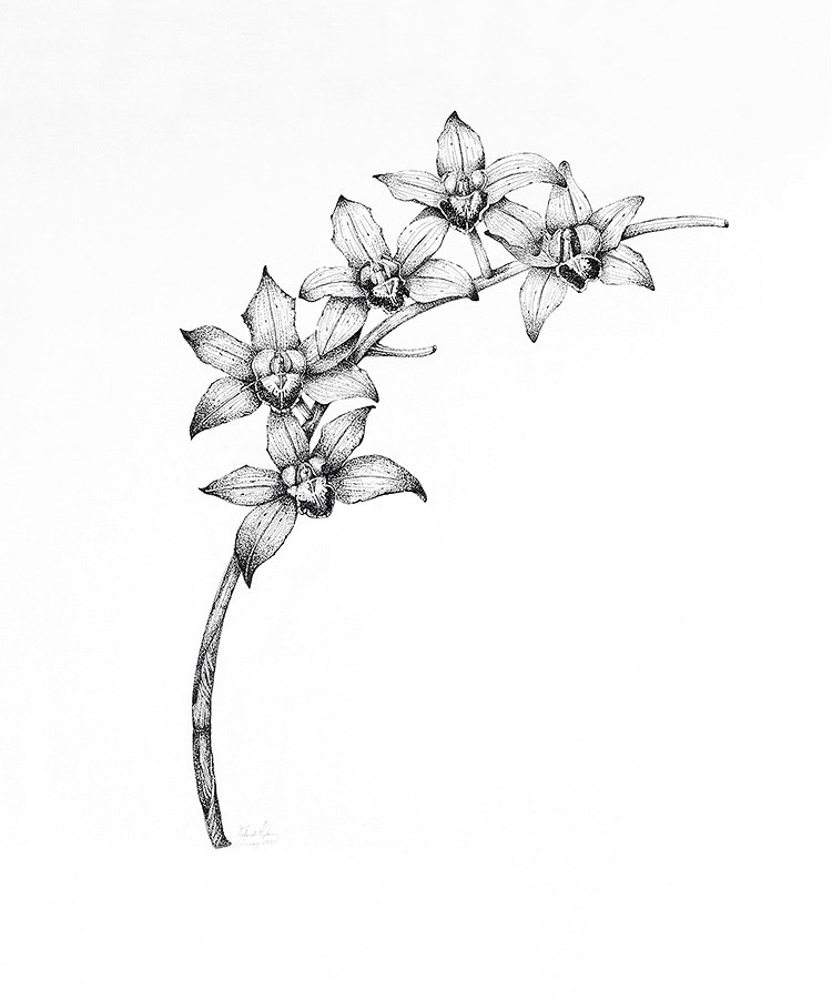medical illustration of Pen and ink, 20