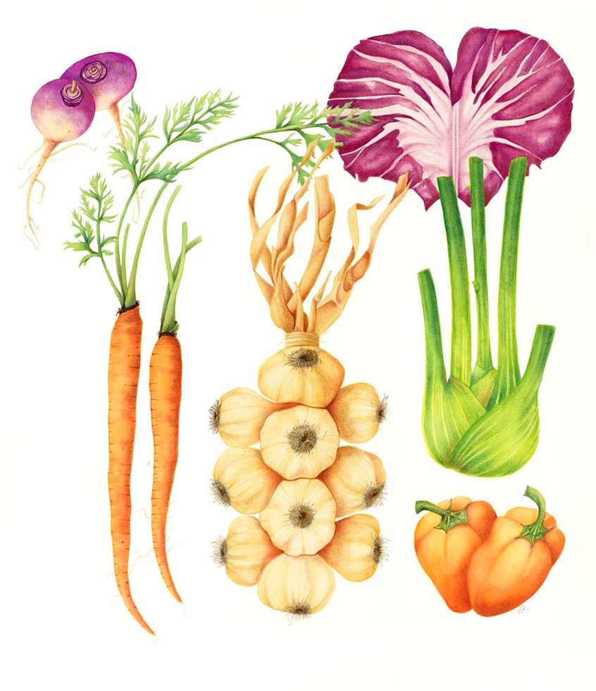 medical illustration of Watercolor, pastel, and graphite, 18” x 24”
Botanical art, Botanical illustration, Bulbs, Carrots, Education, Food, Four-color, Leeks, Lifestyle magazine, Newspaper editorial, Painting, Pastel, Peppers, Radicchio, Seasonal Vegetable, Turnips, Vegetables, Wall chart, Watercolor