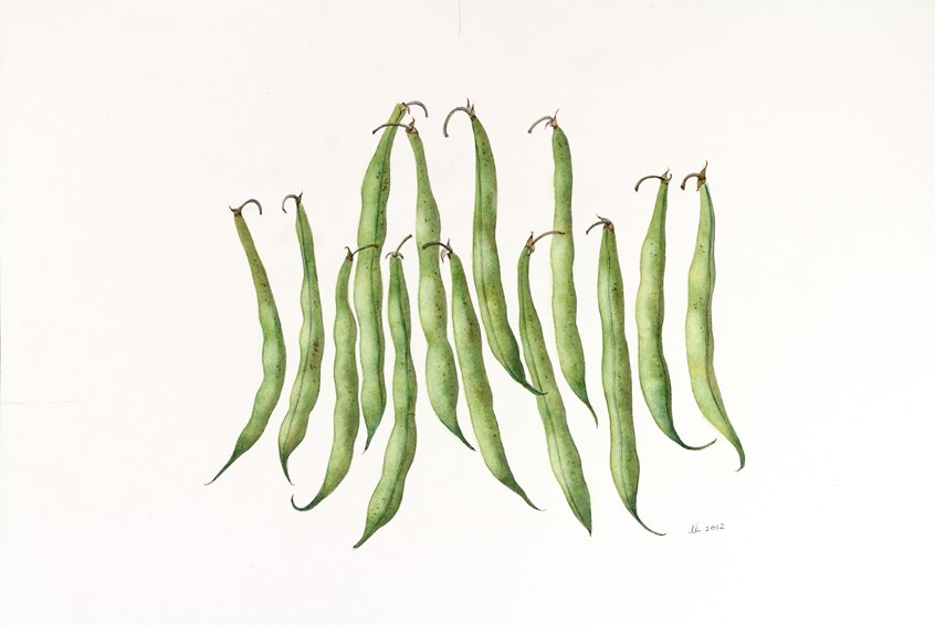 medical illustration of Watercolor, 16” x 14”
Annual, Biennial Botanical art, Botanical illustration, Education, Educational diagram, Field guide, Food, Gardening, Graphite, Legume, Lifestyle magazine, Newspaper editorial, Painting, Planting, Realism, Seasonal Vegetable, Textbook illustration, Vegetables, Watercolor, Wellness