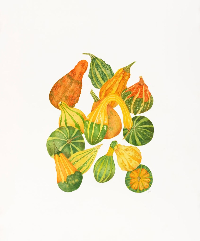 medical illustration of Watercolor and pastel, 18” x 24”
Annual, Autumn, Autumn botanicals, Botanical art, Botanical illustration, Botany, Color, Education, Fall, Fall botanicals, Field guide, Four-color, Gardening, Holiday botanicals, Lifestyle magazine, Newspaper editorial, Painting, Pastel, Planting, Realism, Seasonal Vegetable, Textbook illustration, Vegetables, Watercolor