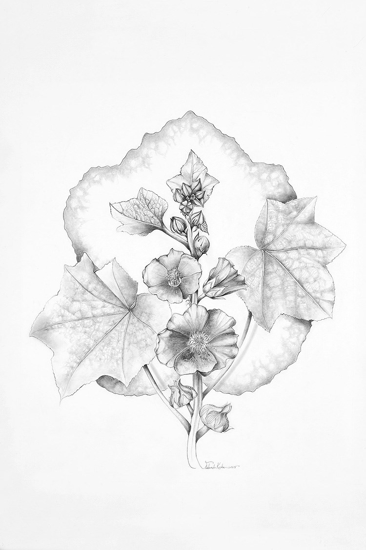medical illustration of Graphite, 14” x 17”
Annual, Biennial, Botanical art, Botanical illustration, Field guide, Floral, Flowers, Foliage, Gardening, Graphite, Leaf, Leaf Shape, Lifestyle magazine, Newspaper editorial, Perennial, Petals, Realism, Textbook illustration