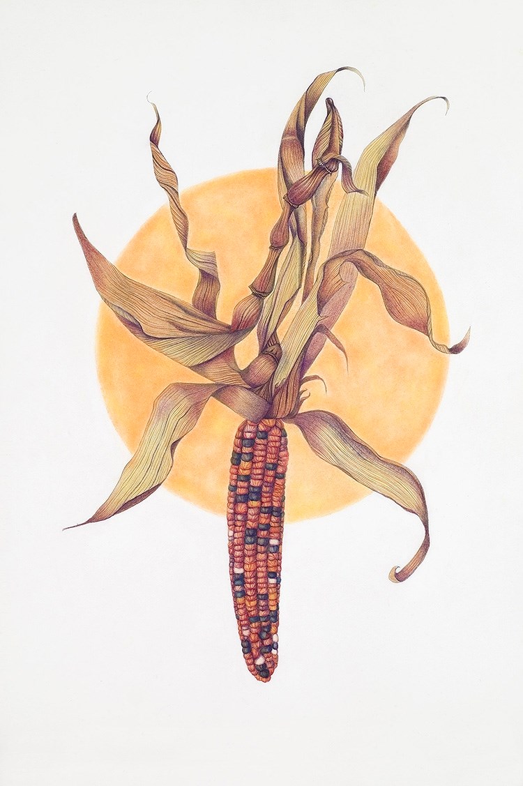 medical illustration of Watercolor, pastel, and graphite, 18” x 24”
Annual, Autumn, Autumn botanicals, Botanical art, Botanical illustration, Botany, Cone, Fall, Fall botanicals, Field guide, Graphite, Holiday botanicals, Husk, Lifestyle magazine, Line, Nature, Newspaper editorial, Painting, Pastel, Realism, Seasonal Vegetable, Textbook illustration, Watercolor