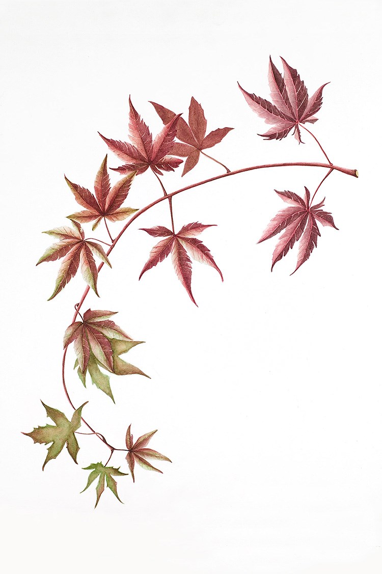 medical illustration of Watercolor, 18” x 24”
Botanical art, Botanical illustration, Color, Education, Field guide, Four-color, Leaf, Leaf Shape, Lifestyle magazine, Painting, Realism, Textbook illustration, Trees, Watercolor