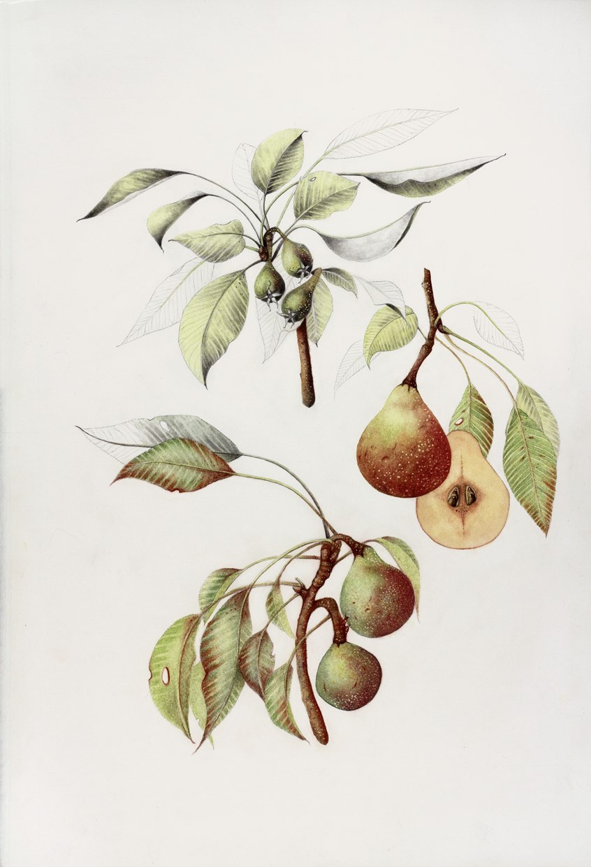 medical illustration of Watercolor, pastel, and graphite, 18” x 24”
Botanical art, Botanical illustration, Education, Educational diagram, Field guide, Food, Four-color, Fruit, Fruit Parts, Fruit Types, Graphite, Life Cycle, Lifestyle magazine, Line, Newspaper editorial, Painting, Pastel, Perennial, Realism, Seasonal Fruit, Textbook illustration, Wall chart