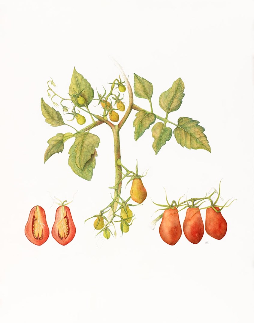 medical illustration of Watercolor and graphite, 18” x 24”
Annual, Botanical art, Botanical illustration, Botany, Educational diagram, Field guide, Food, Four-color, Fruit, Fruit Parts, Fruit Types, Gardening, Graphite, Lifestyle magazine, Newspaper editorial, Painting, Planting, Realism, Seasonal Fruit, Textbook illustration, Watercolor