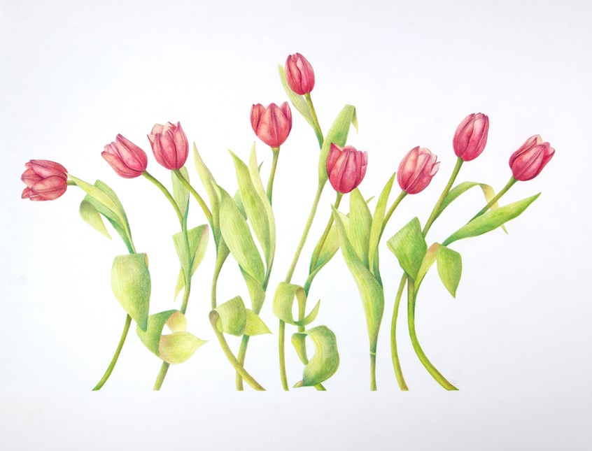 medical illustration of Watercolor and pastel, 28” x 21”
Botanical art, Botanical illustration, Botany, Bulbs, Education, Floral, Flowers, Foliage, Four-color, Gardening, Leaf, Leaf Shape, Lifestyle magazine, Newspaper editorial, Painting, Pastel, Perennial, Petals, Realism, Watercolor