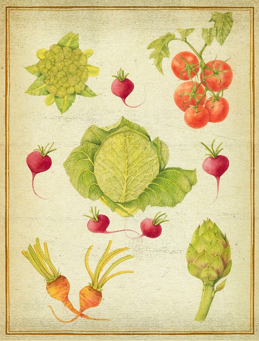 medical illustration of Watercolor, pastel, and graphite, 18” x 24”
Annual, Artichoke, Botanical art, Botanical illustration, Broccoli, Food, Four-color, Gardening, Graphite, Lettuce, Lifestyle magazine, Newspaper editorial, Painting, Pastel, Perennial, Planting, Radish, Realism, Seasonal Vegetables, Textbook illustration, Tomato, Turnip, Vegetables, Wall chart, Watercolor