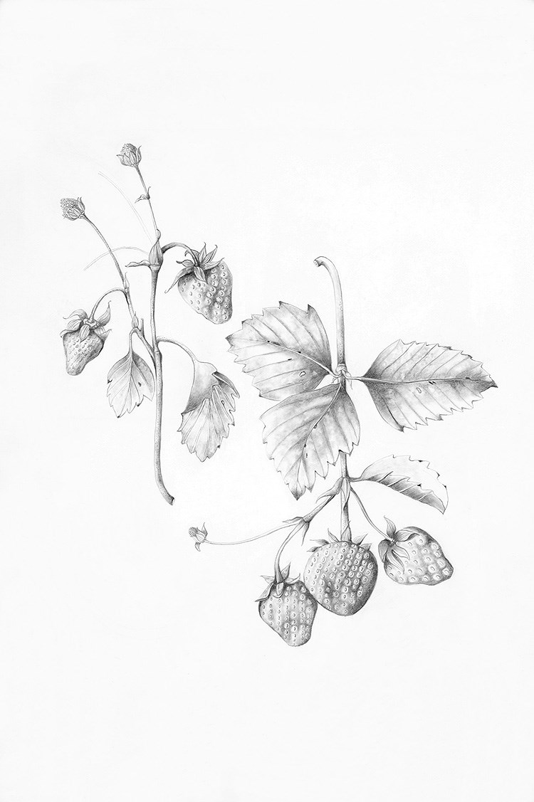 medical illustration of Graphite, 8