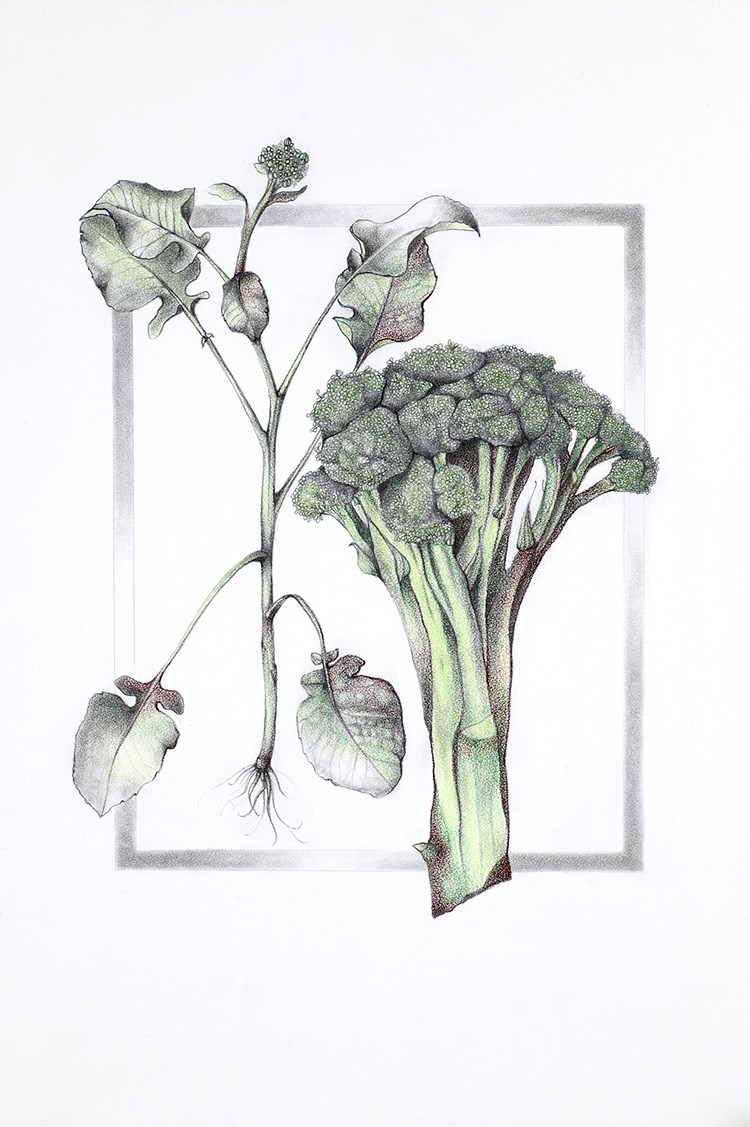 medical illustration of Colored Pencil and Graphite, 12