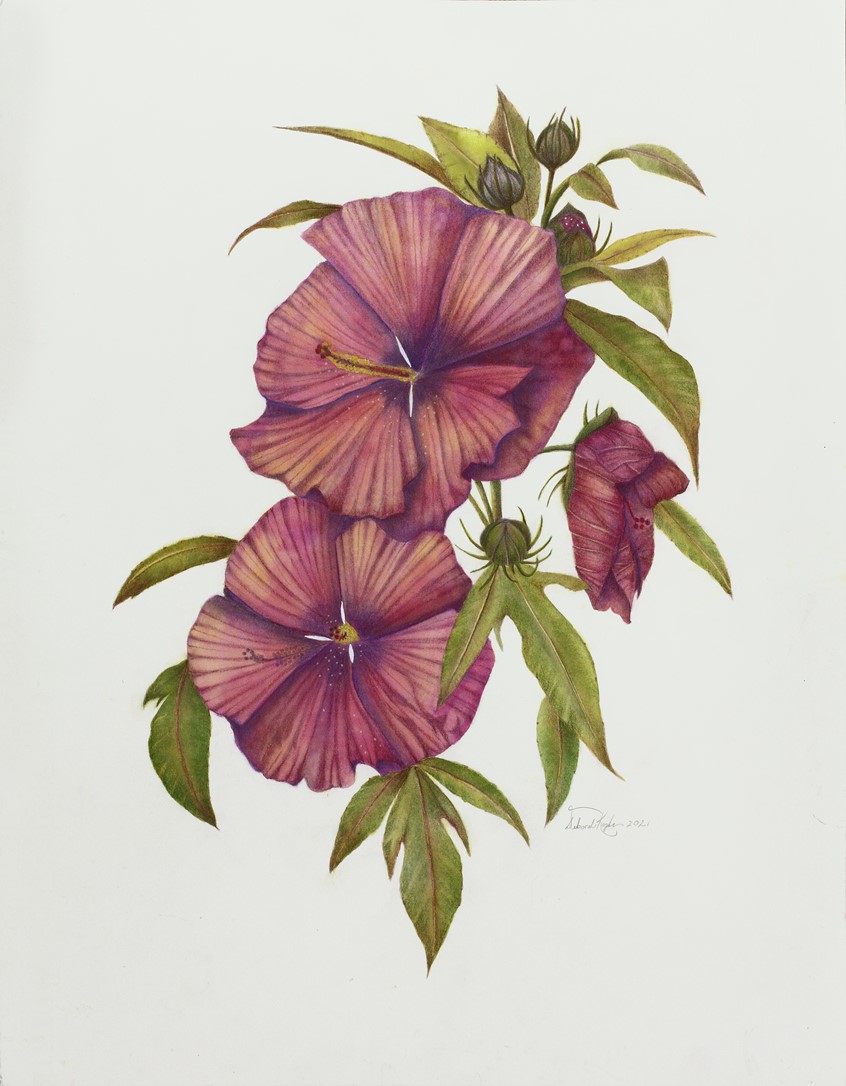 medical illustration of Watercolor and pastel, 15