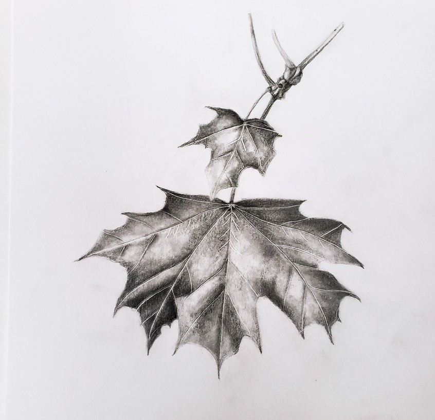medical illustration of Graphite, 10