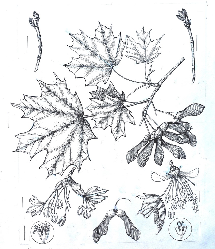 medical illustration of 24 cm x 30 cm Pen-and-Ink Plate
Black and white, Botanical art, Botanical Illustration. Botany. Field Guide. Editorial. Education. Educational Diagram. Field Guide. Gardening. Landscaping. Line. Pen and Ink. Perennial. Publishing. Realism. Scientific Illustration. Textbook Illustration.