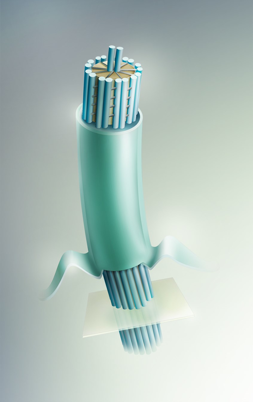 medical illustration of Flagellum structure depicting the plasma membrane, microtubules, central microtubules.
Biomedical illustration for a scientific publication: microbiology, cytology, zoology.
Suitable for magazines, medical devices, as a header image.