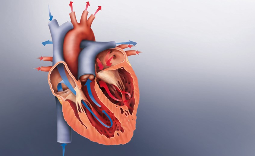 medical illustration of Cross section of the heart showing atrium, mitral valve, aortic valve, pulmonary valve, aorta, vena cava, tricuspid valve, ventricles.
The arrows show the normal direction of the blood flow.
This illustration was created for scientific/medical publications, magazines, and medical devices.