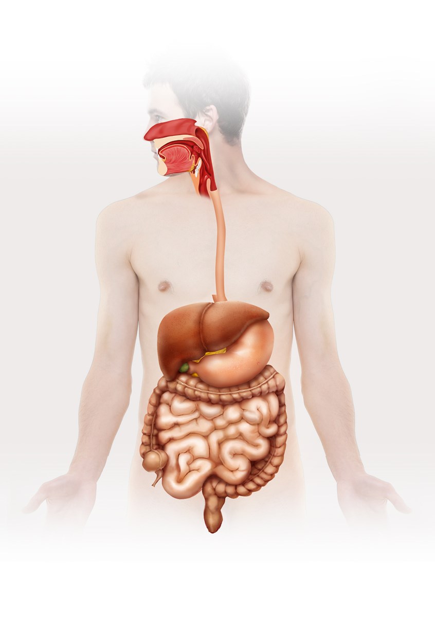 medical illustration of The digestive system including the mouth, salivary glands, esophagus, stomach, liver, pancreas, small intestine, large intestine.