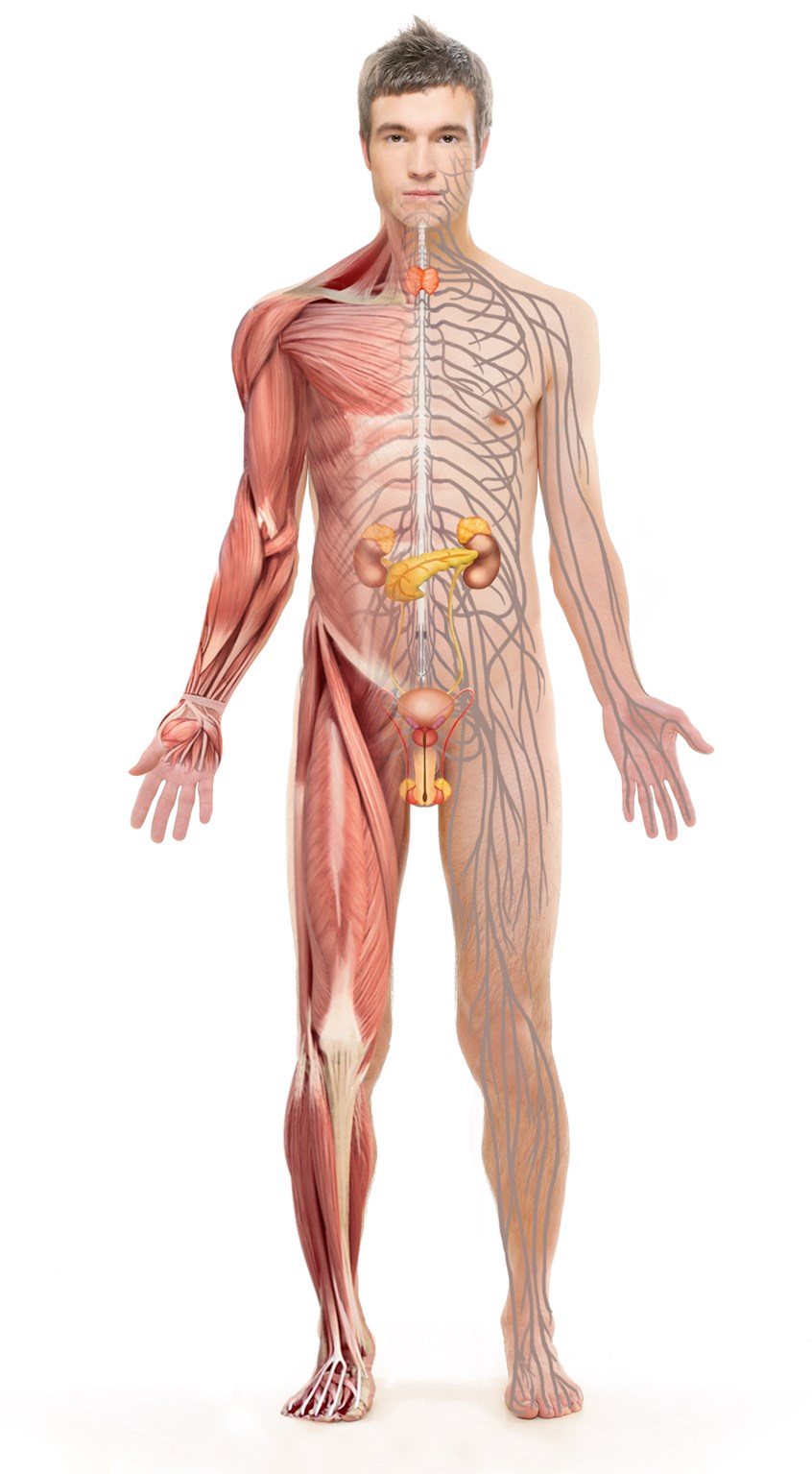 medical illustration of Human body: nervous and endocrine systems, male reproductive system, muscles, kidneys, pancreas, thyroid gland, adrenal glands.