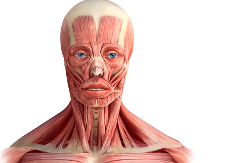 medical illustration of The facial muscles are just under the skin, muscles that control facial expression. They generally originate from the surface of the skull bone and insert on the skin of the face. When they contract, the skin moves.
The muscles shown in this medical illustration are the nasalis, Buccinator, Mentalis, Levator labii, Zygomaticus, Orbicularis oris, Depressor supercilii, Orbicularis oculi, Procerus.