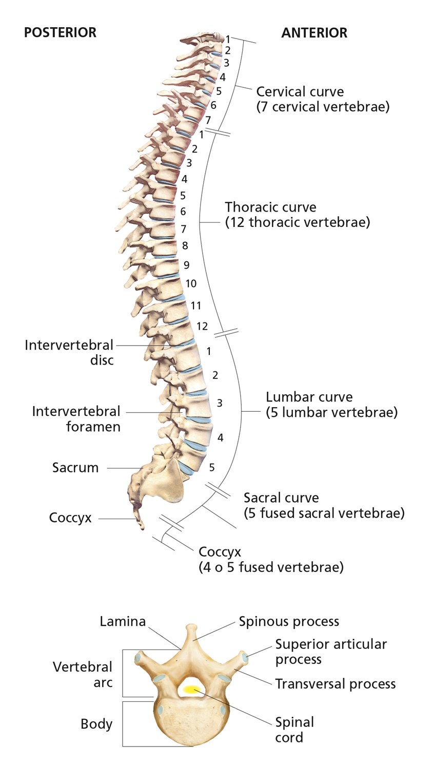 medical illustration of The upper twenty-four vertebrae of the spine are articulated and separated from each other by intervertebral discs, and the lower nine are fused in adults, five in the sacrum and four in the coccyx.