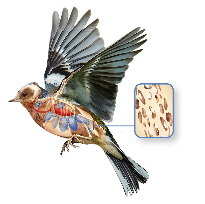 medical illustration of The scientific illustration depicts the skeleton, lung, air sacs, hollow bones. In the respiratory system, the air is inhaled through the windpipe and passes to the air-sacs before flowing through the lungs, then the air penetrates the hollow bones.
This specific system helps in the aerodynamics of the bird.
The illustration was created for a wildlife book.