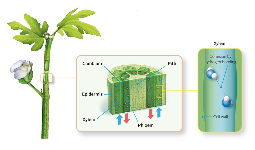 medical illustration of Plant structure and cross section diagrams, botanical microbiology illustration scheme collection. The stem is labeled in the close up drawing.
The art illustration was created for a biology book.