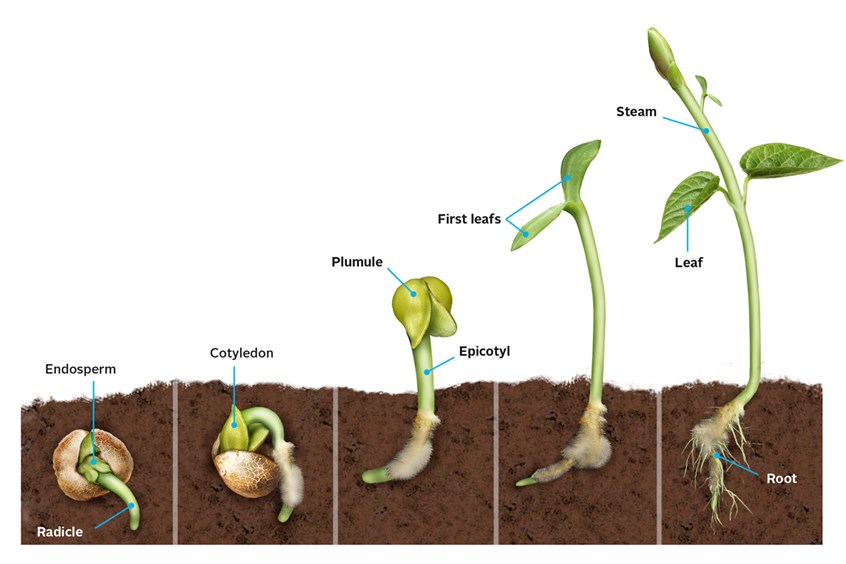 medical illustration of The illustration shows the process of seed germination in a few steps, the endosperm, cotyledon, plumule, epicotyl, leaves, and stem are depicted.
Stem and leaves are labeled in the close up drawing.
