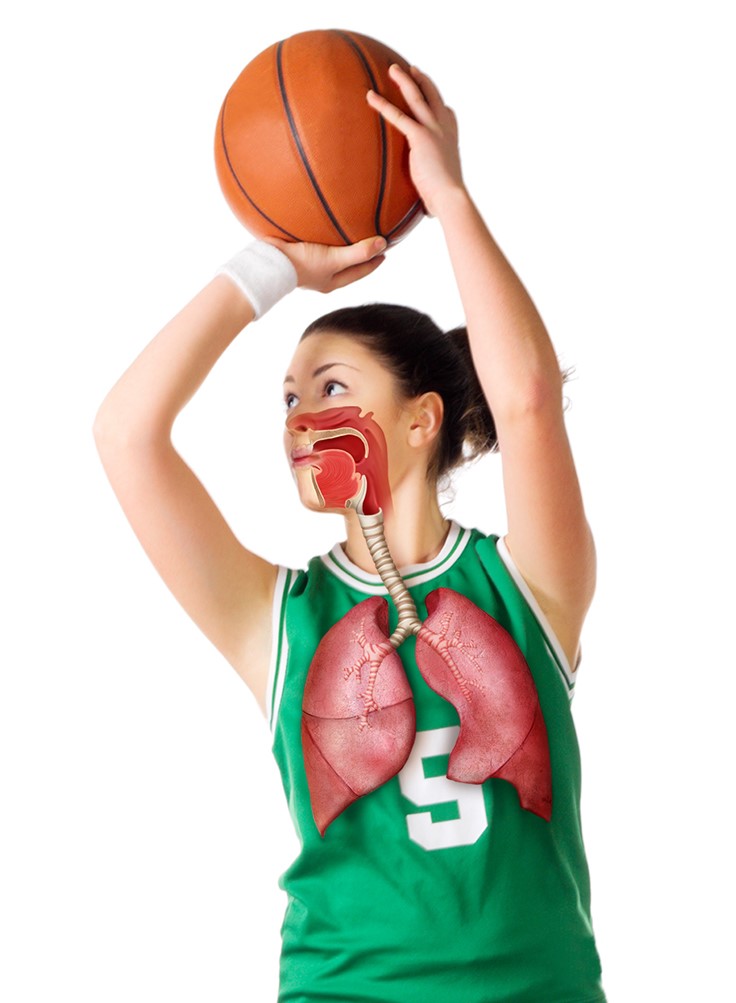medical illustration of The respiratory system including the nasal cavity, oral cavity, pharynx, larynx, epiglottis, trachea, bronchus, lungs, heart, aorta, pulmonary artery, diaphragm.