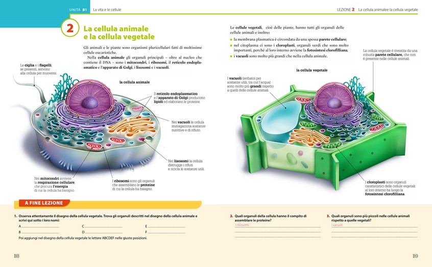 medical illustration of The illustration is for an audience of young readers aged between 10 and 14.
A scientific story illustrated by the best scientific illustrators.
The Eukaryotic cells have a plasma membrane, cytoplasm, and ribosomes. They have a nucleus and numerous organelles including the endoplasmic reticulum, Golgi apparatus, chloroplasts, and mitochondria.
