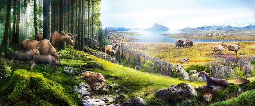 medical illustration of A scientific illustration depicts a Continental Climate. The artwork is made with the photos provided by Asset Library Pearson.
The client's request was to show coniferous forests, mosses, lichens, mushrooms, mammals, such as beavers, elks, reindeer, ermines, arctic fox for the Taiga.
For the Tundra the illustration shows mosses, lichens with brightly colored flowers, reindeer, musk oxen and Arctic hare.