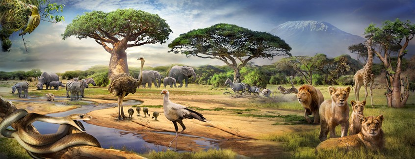 medical illustration of Work made for Pearson Italia. The naturalistic illustration is made with the photos provided by Asset Library Pearson. The client's request was to show the habitat of Savana with baobab, the acacias and bushes. Animals requested: elephants, giraffes, zebras, lions; cheetah, white rhino, Thomson's gazelle, weaver bird, ostrich, secretarybird and black mamba.