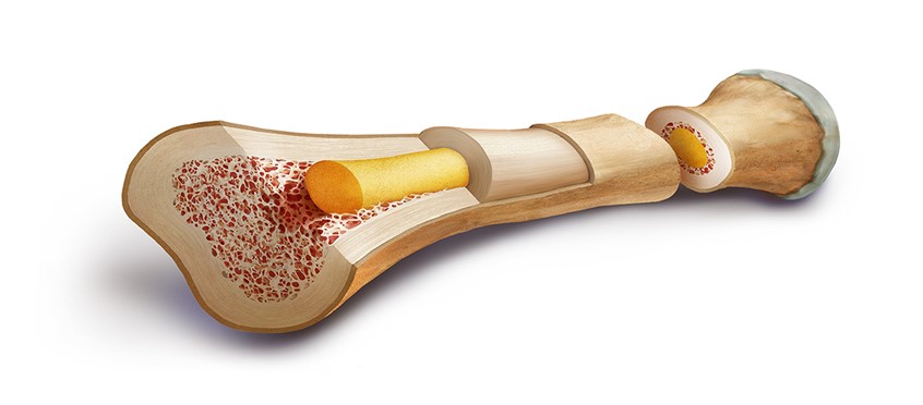 medical illustration of Structure of a long bone. Cortical bone, spongy bone, red and yellow bone marrow, periosteum and articular cartilage.