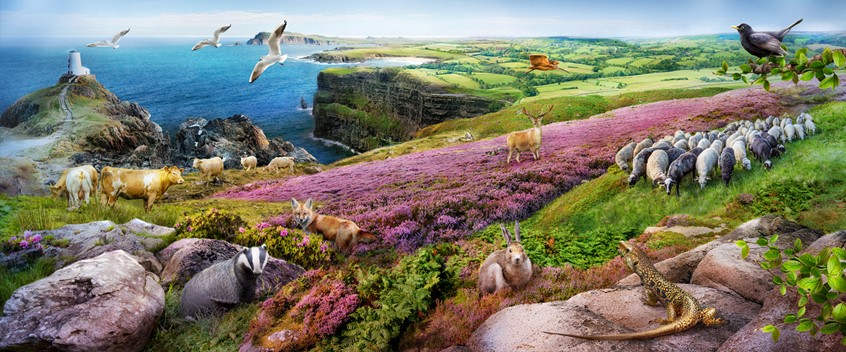 medical illustration of A scientific illustration depicts an Oceanic Climate. The artwork is made with the photos provided by Asset Library Pearson.
The client's request was to show a high and rocky coast. The green vegetation with heather, rhododendrons and animals such as sheep, cattle, blackbird, woodcock, gull, foxes, badgers, deer, hares, reptiles.